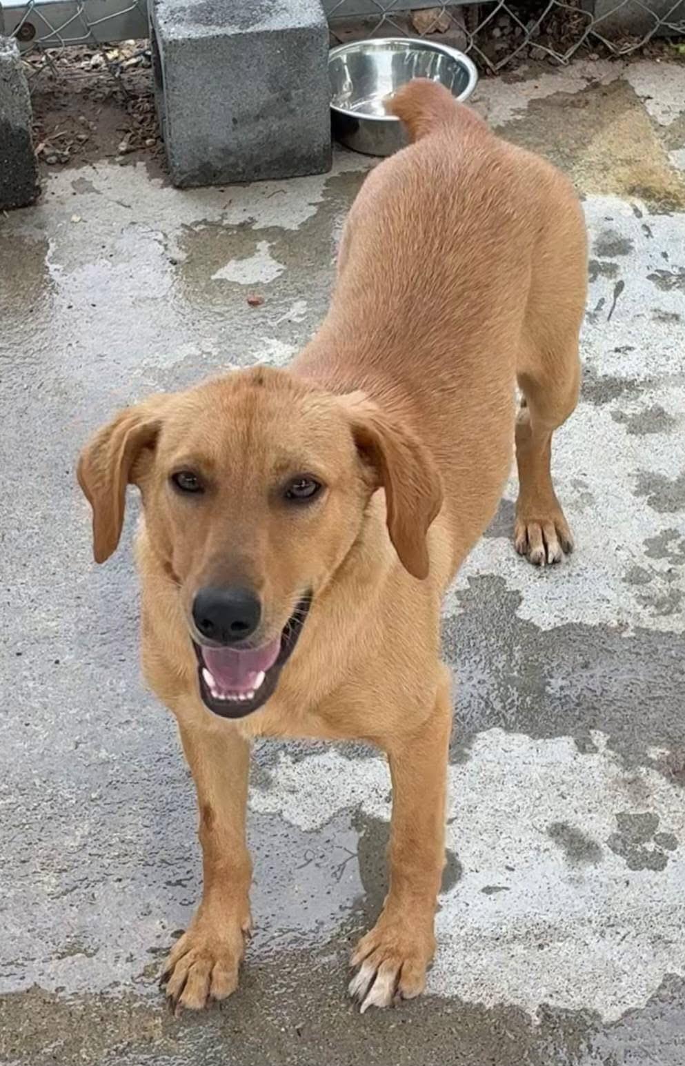 Lucy, a ADOPTABLE mixed breed in Elkton, MD image 3/3