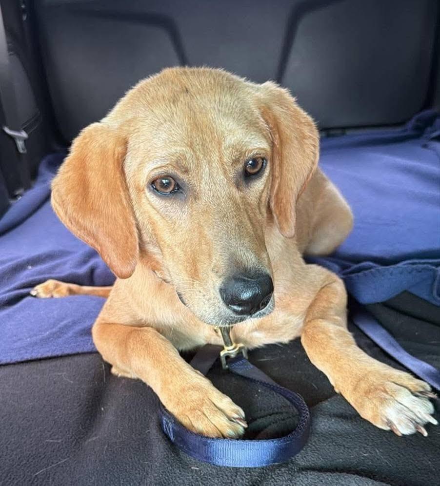 Lucy, a ADOPTABLE mixed breed in Elkton, MD image 1/3
