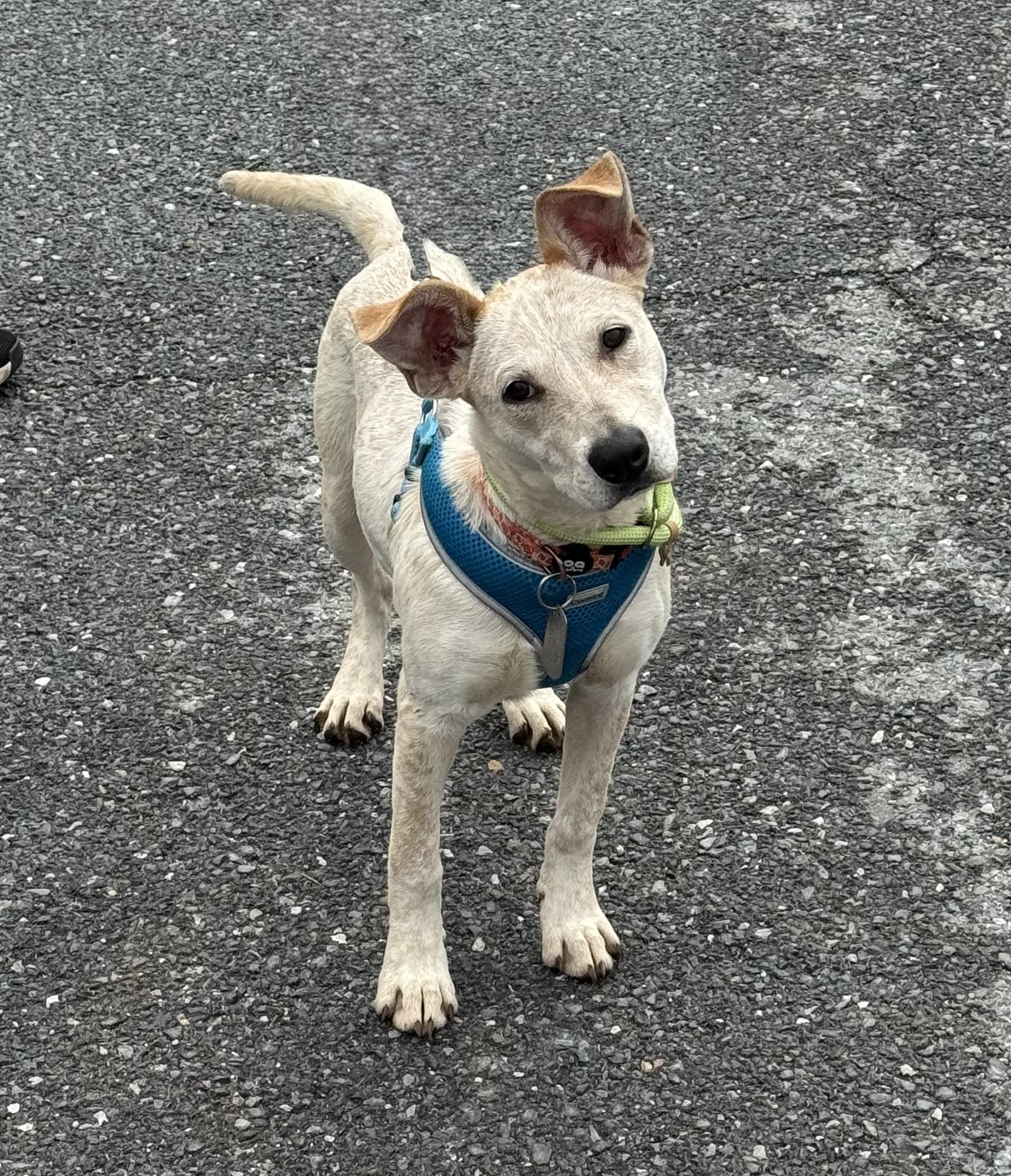 Lavender, Adoptable, Puppy Female Australian Cattle Dog / Blue Heeler.