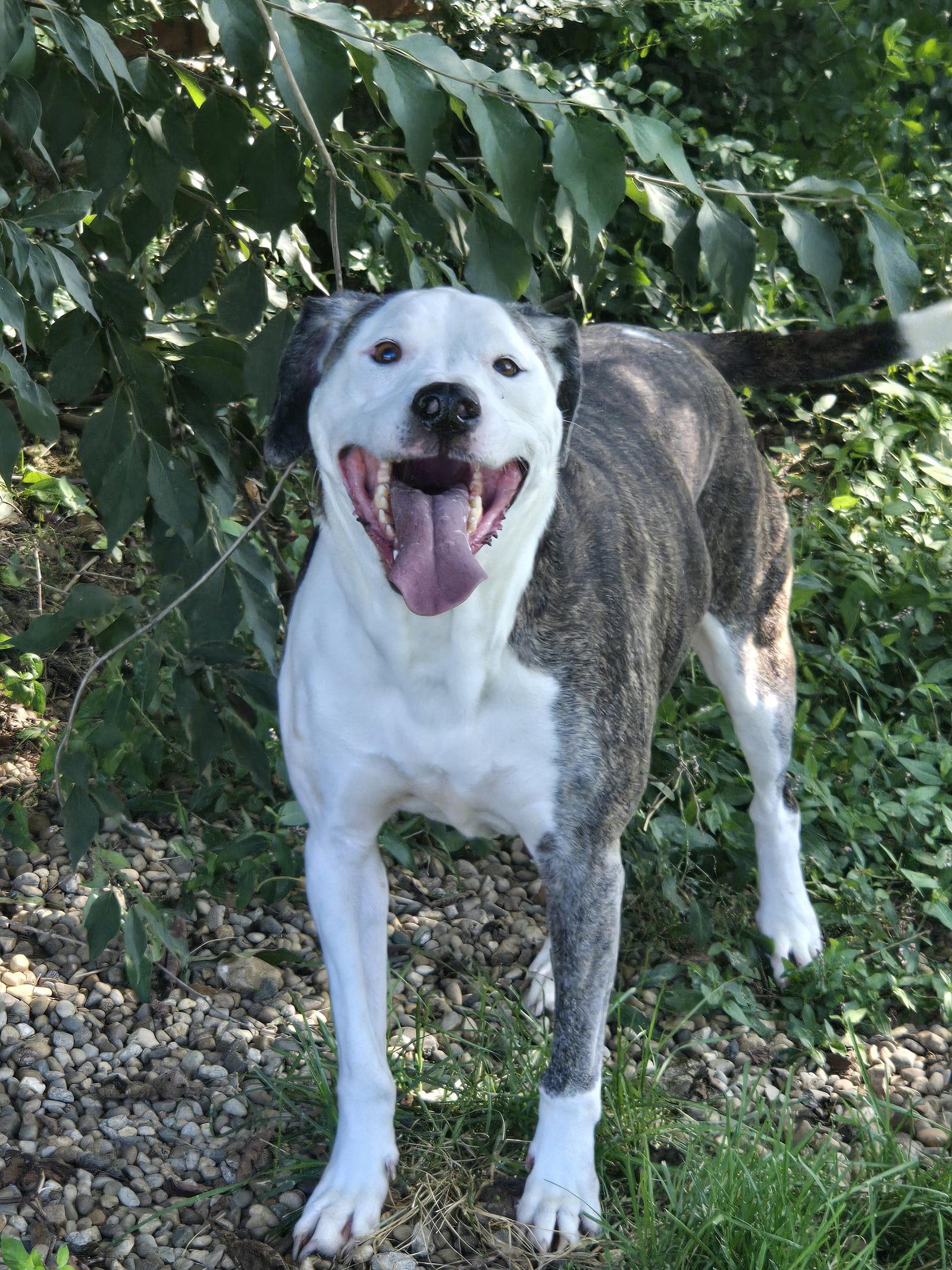 Merci, Adoptable, Young Female American Staffordshire Terrier.