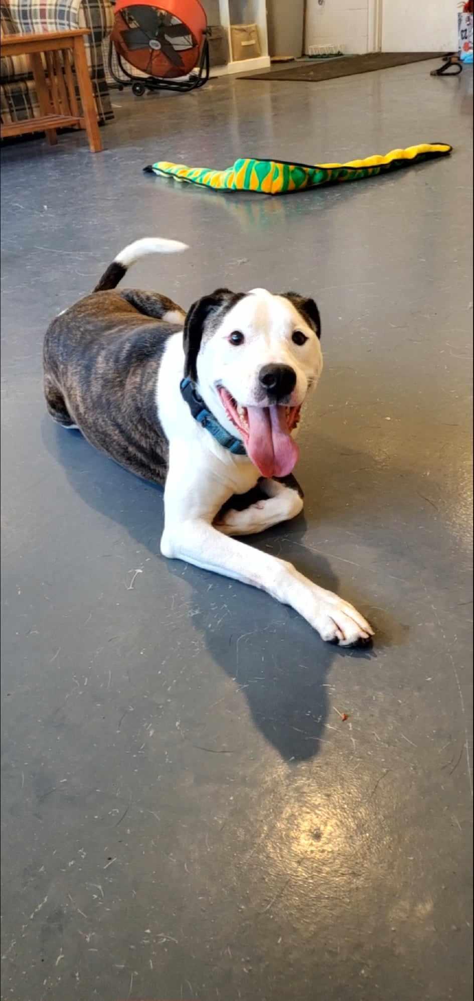 Merci, Adoptable, Young Female American Staffordshire Terrier.