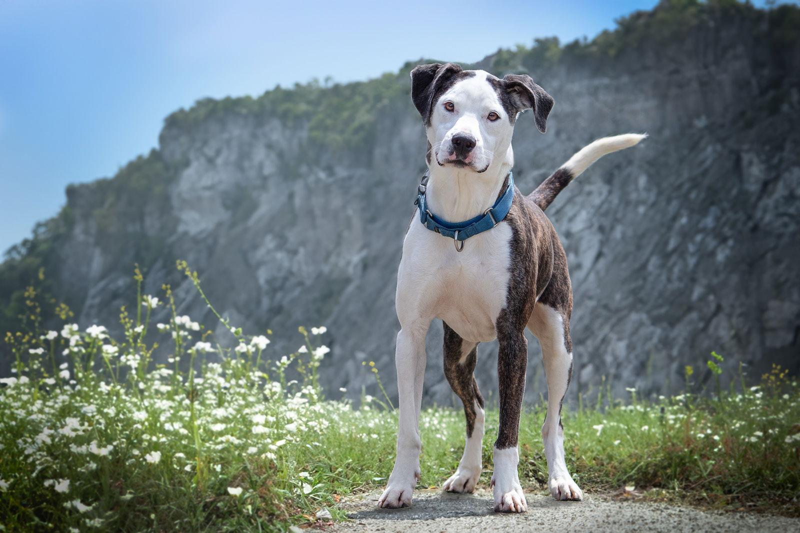 Enlarge Merci, a Adoptable American Staffordshire Terrier in Boston, KY image 2/5