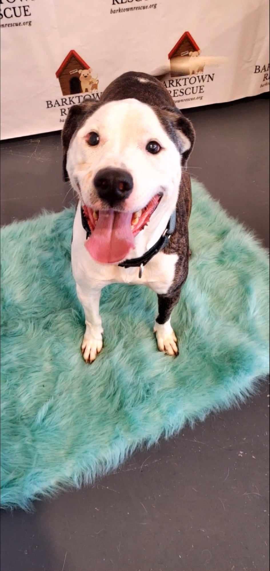 Enlarge Merci, a Adoptable American Staffordshire Terrier in Boston, KY image 3/5