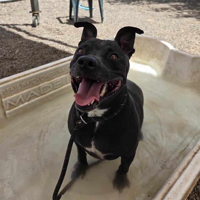 NIKO, Adoptable, Adult Male Staffordshire Bull Terrier & Mixed Breed.