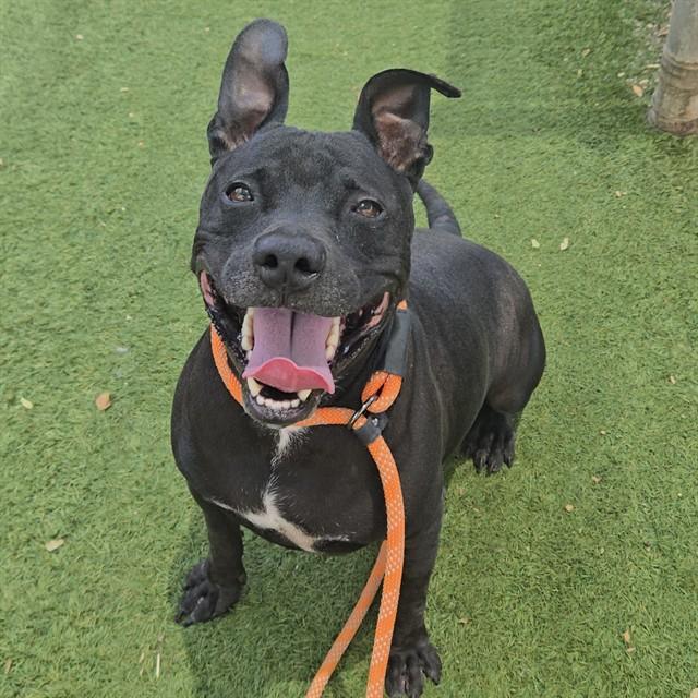 Enlarge NIKO, a Adoptable mixed breed in Phoenix, AZ image 1/1