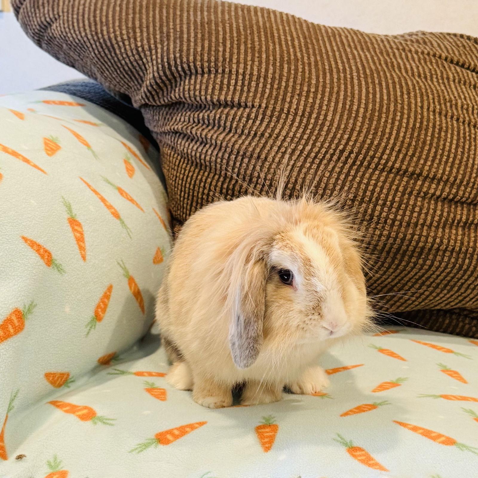 Everleigh, Adopted, Young Female Lop Eared.