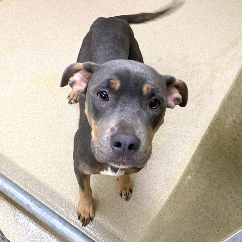 Toffee #23017, ADOPTABLE, Adult Female Pit Bull Terrier.