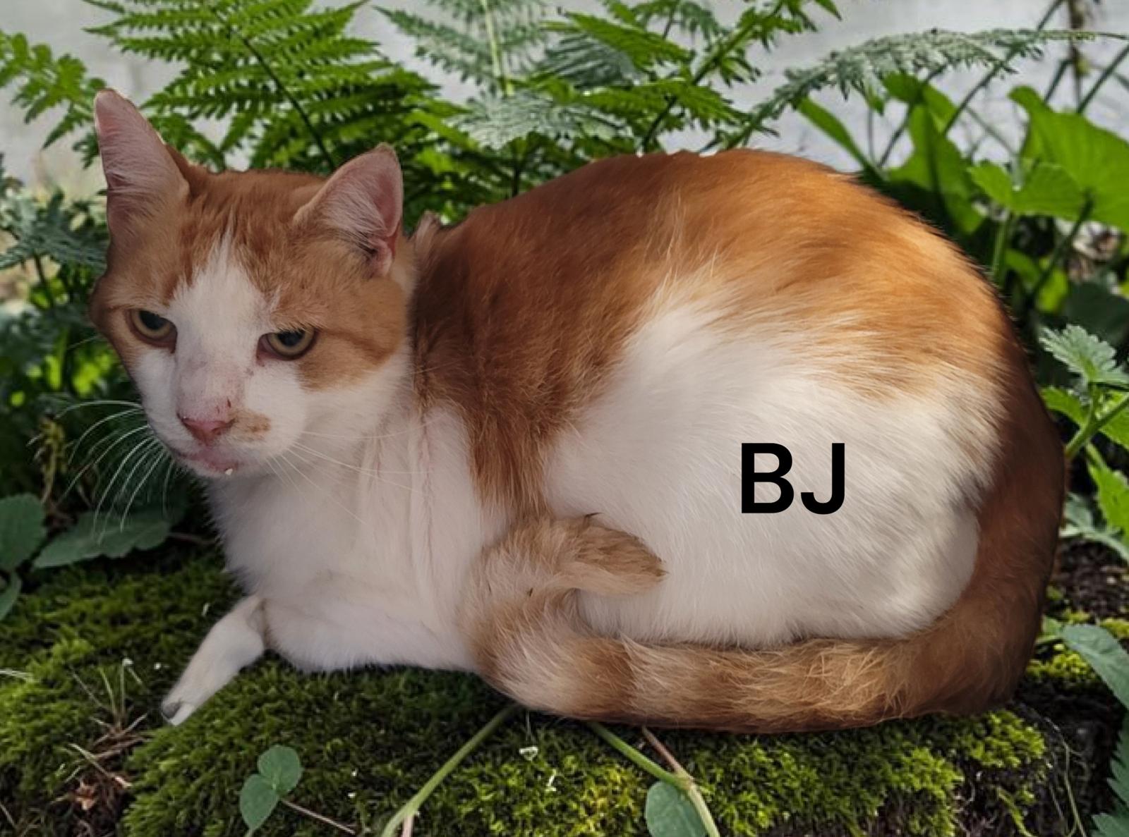 BJ, Adoptable, Senior Male Domestic Short Hair.