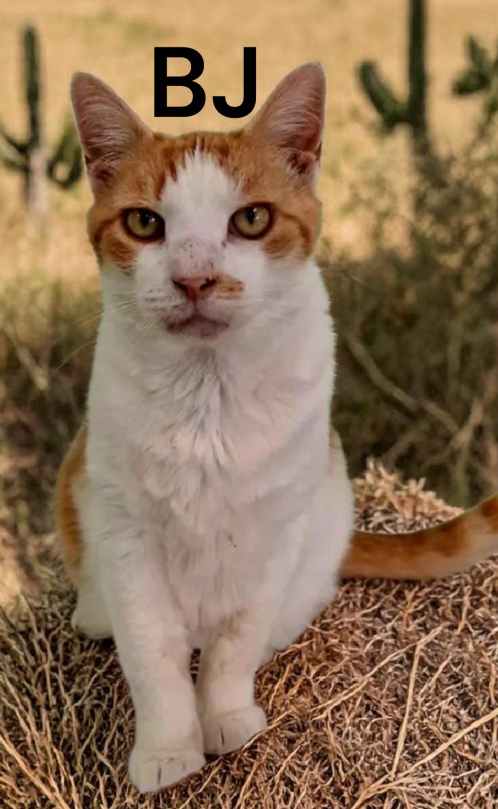 BJ, Adoptable, Senior Male Domestic Short Hair.