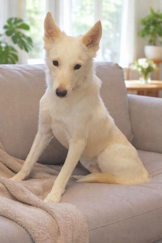 Vinny , adopted, Young Male Shepherd & Saluki.