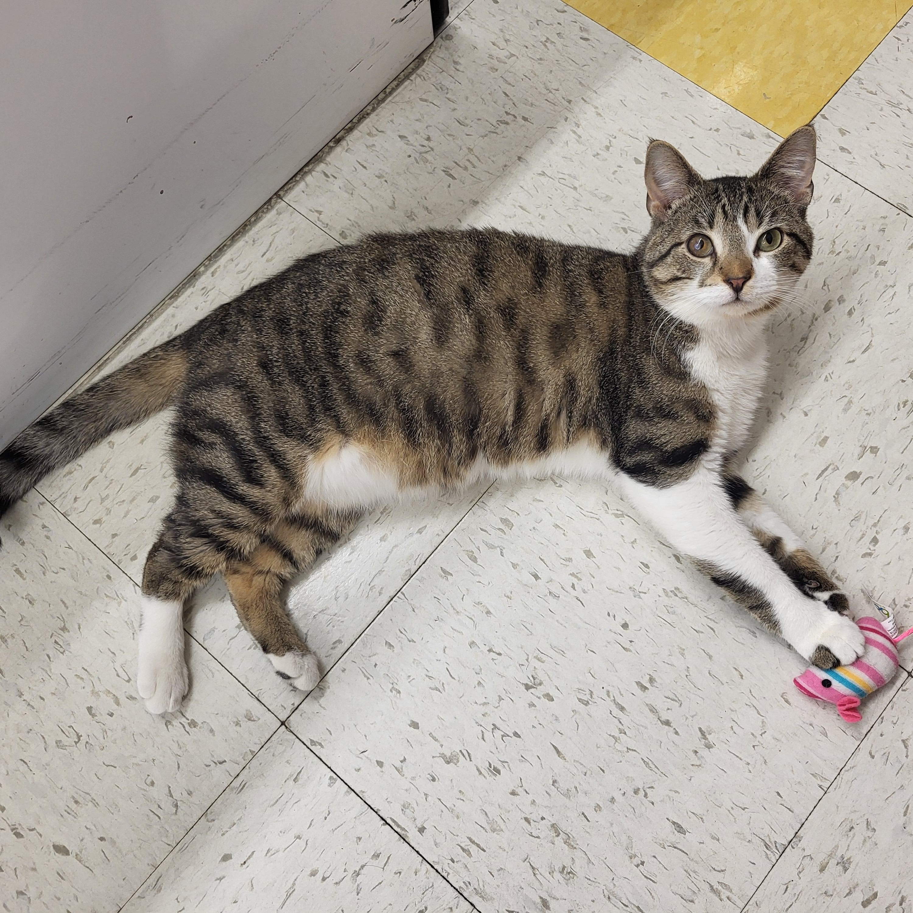 Enlarge Ike, an adoptable Domestic Short Hair in Indianapolis, IN image 4/5