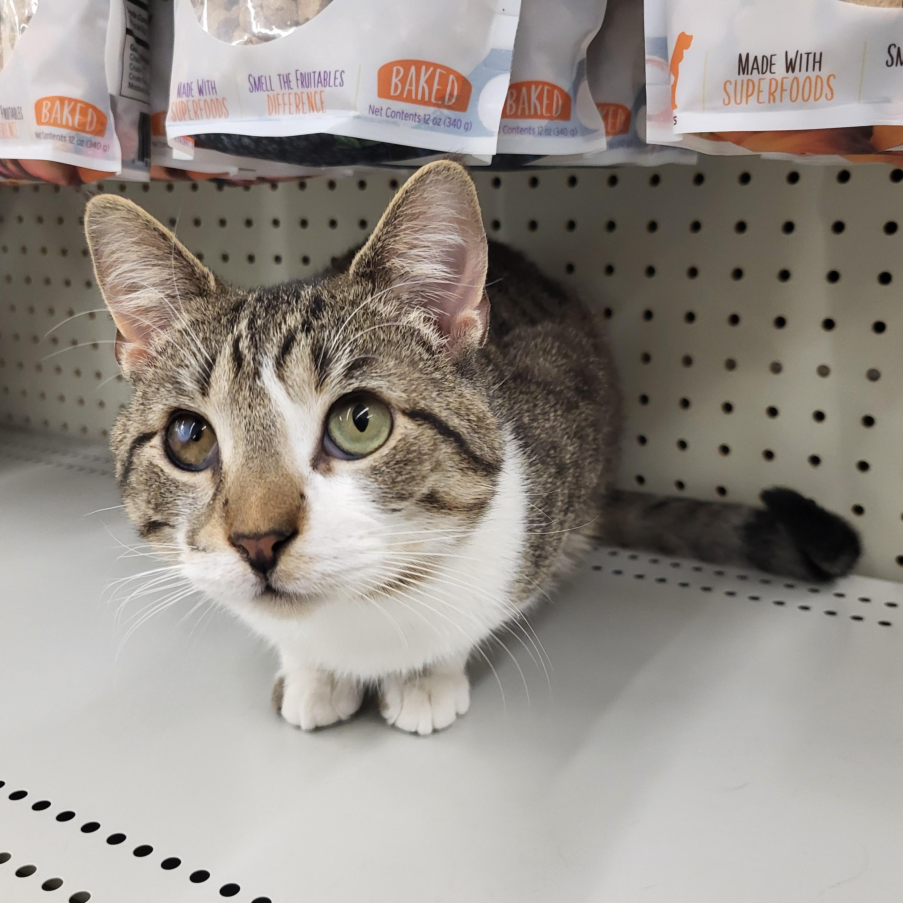 Enlarge Ike, an adoptable Domestic Short Hair in Indianapolis, IN image 2/5