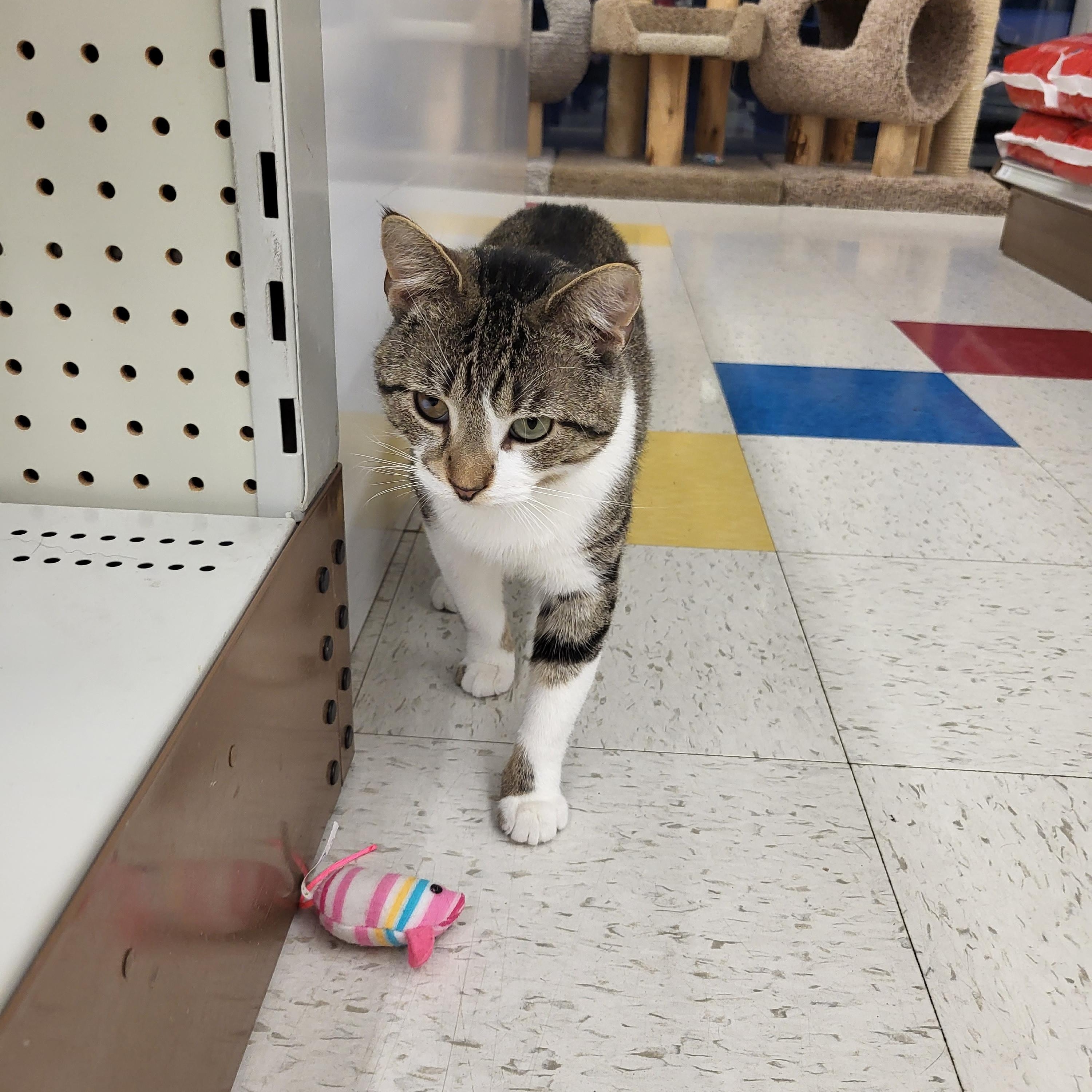Enlarge Ike, an adoptable Domestic Short Hair in Indianapolis, IN image 5/5