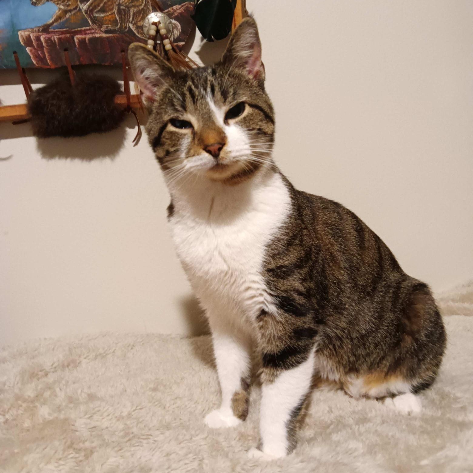Enlarge Ike, a Adoptable Domestic Short Hair in Indianapolis, IN image 6/6
