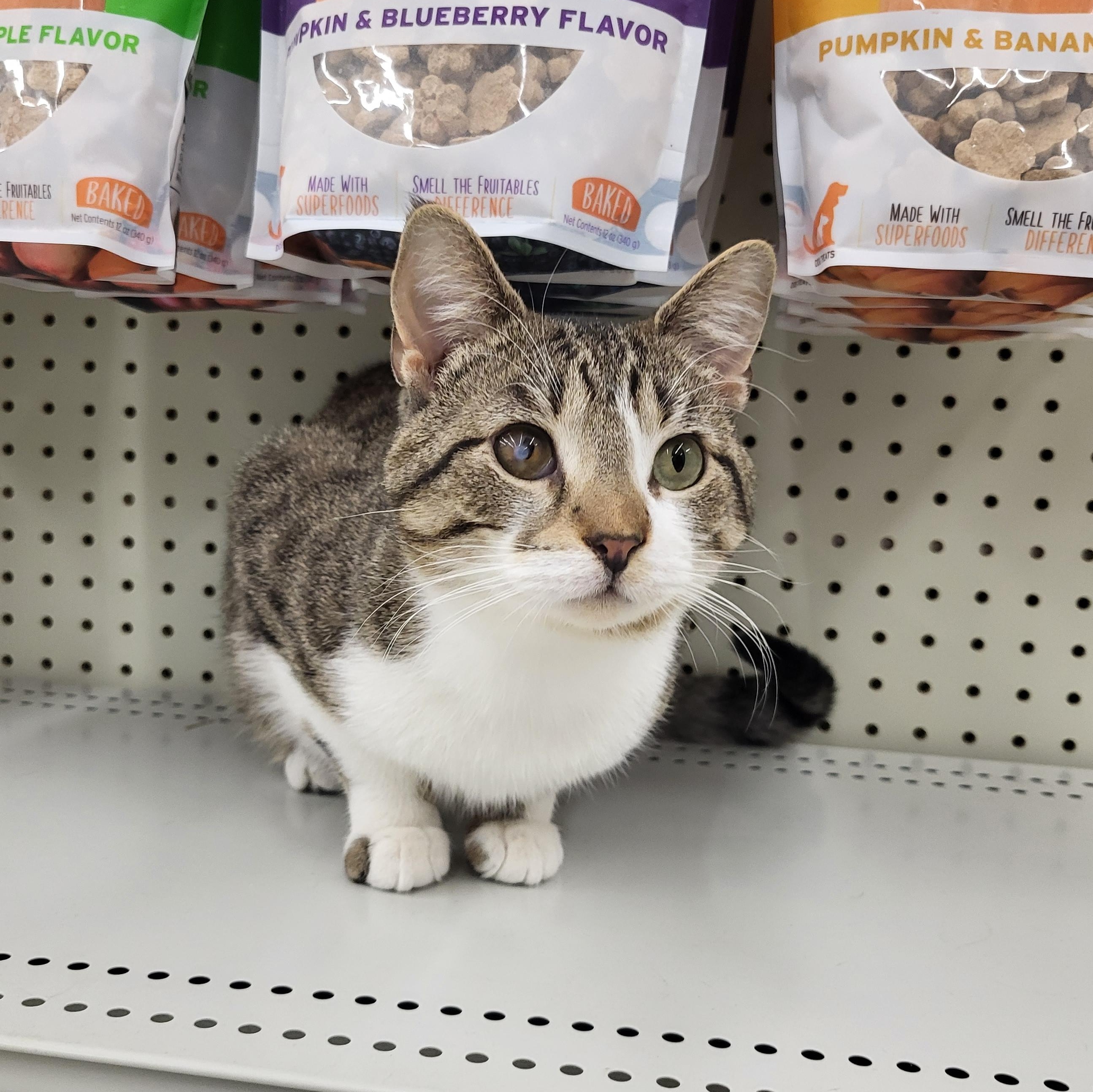 Enlarge Ike, an adoptable Domestic Short Hair in Indianapolis, IN image 3/5
