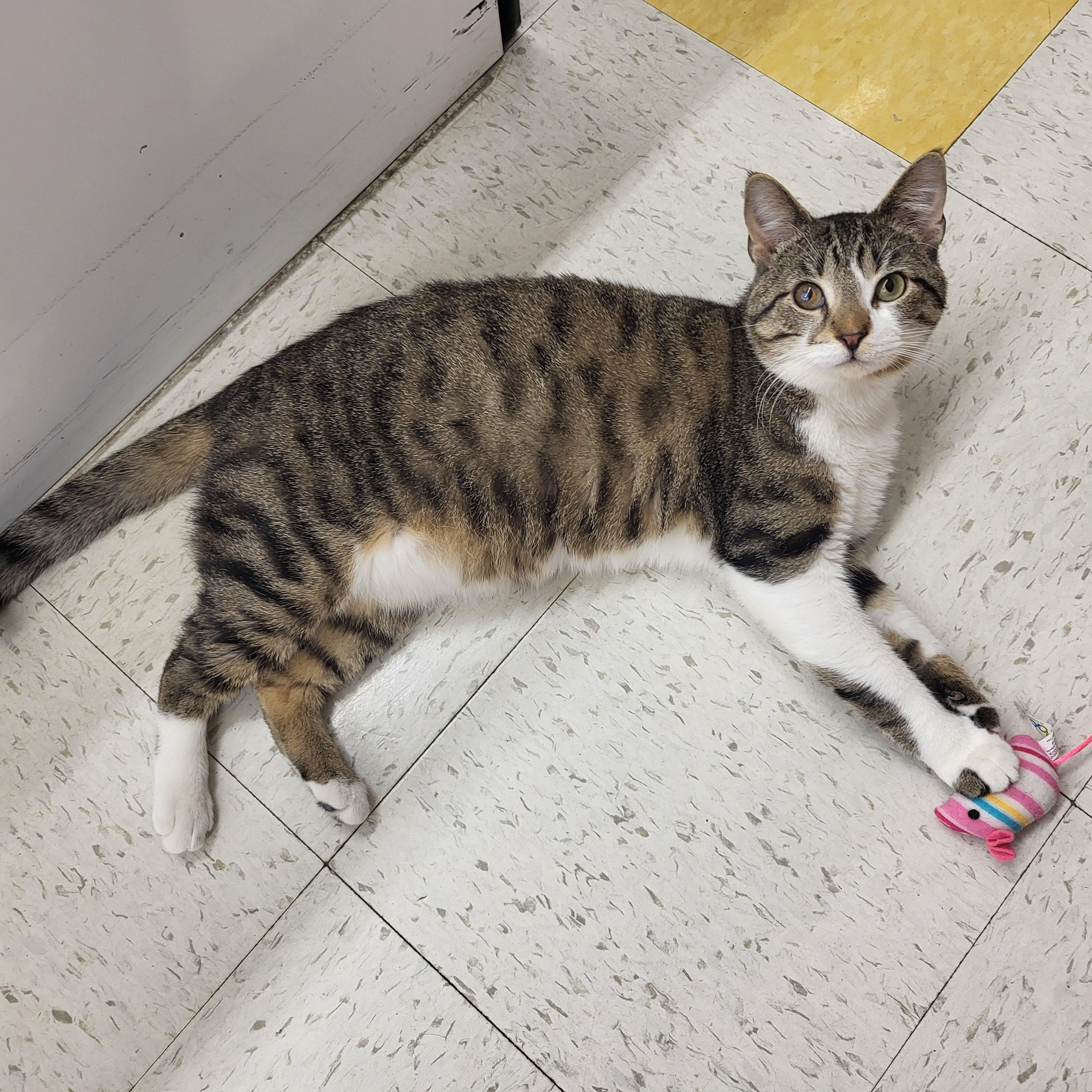 Ike, adoptable, Adult Male Domestic Short Hair.