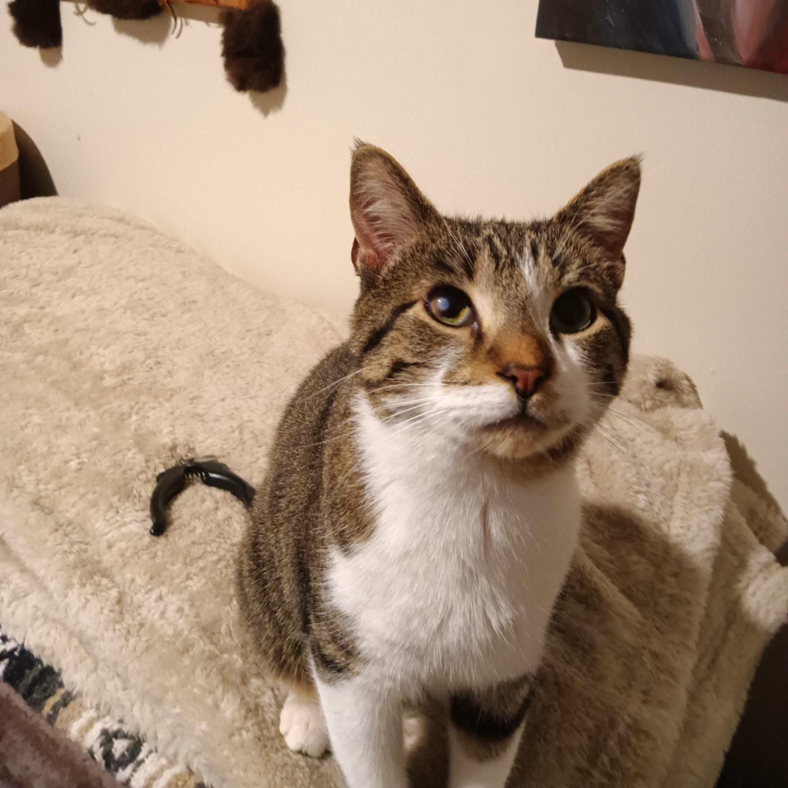Ike, Adoptable, Adult Male Domestic Short Hair.