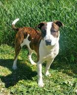 Doofy (7075), Adoptable, Adult Male Pit Bull Terrier & Bull Terrier.