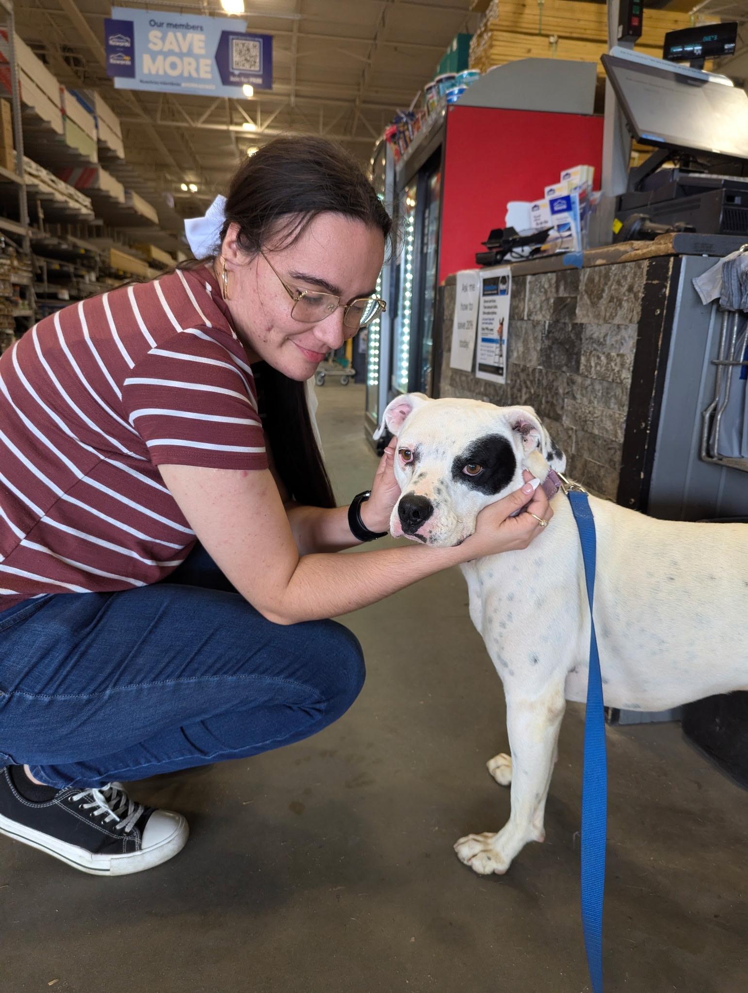 Willie SS, a ADOPTABLE mixed breed in South Portland, ME image 3/6