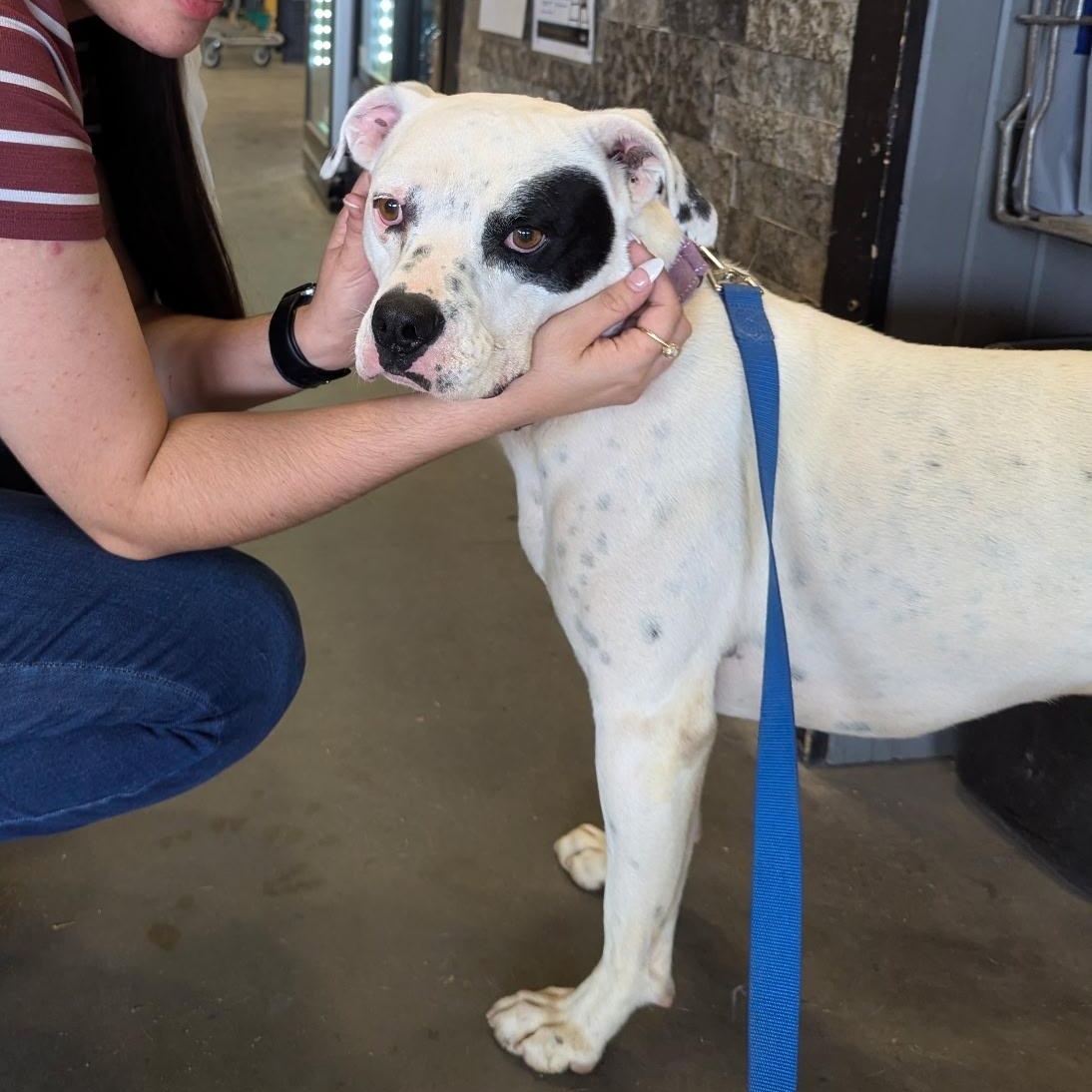 Enlarge Willie SS, a ADOPTABLE mixed breed in South Portland, ME image 4/6