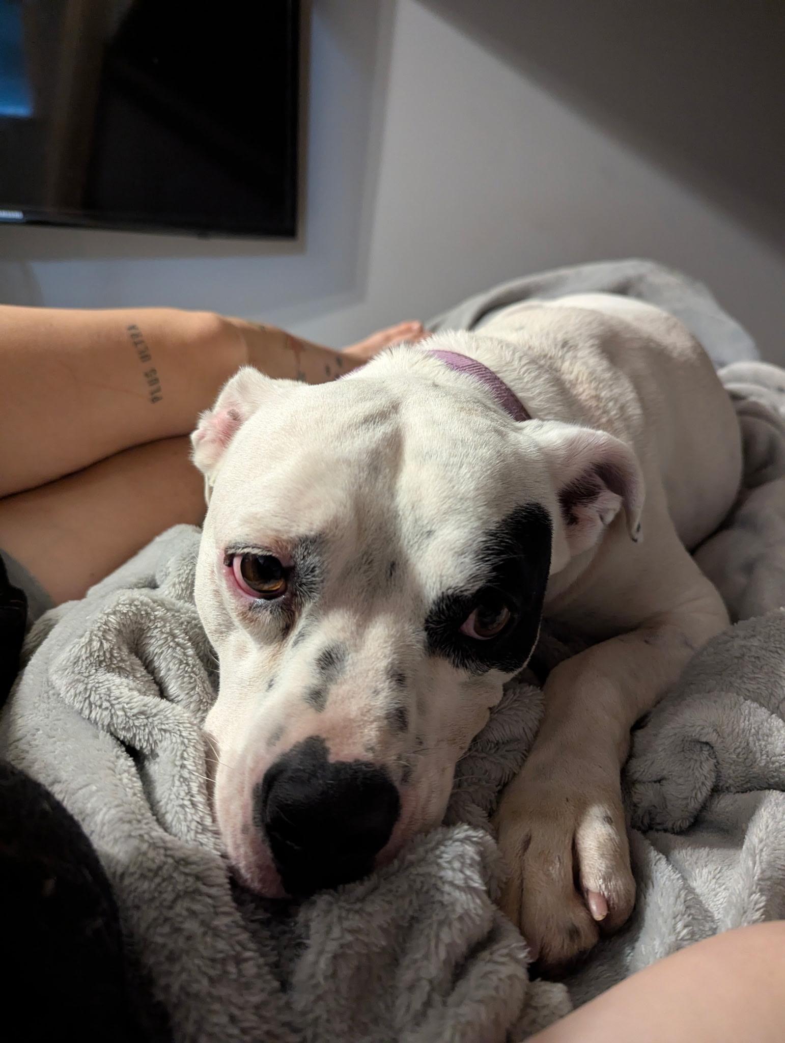 Willie SS, a ADOPTABLE mixed breed in South Portland, ME image 2/6