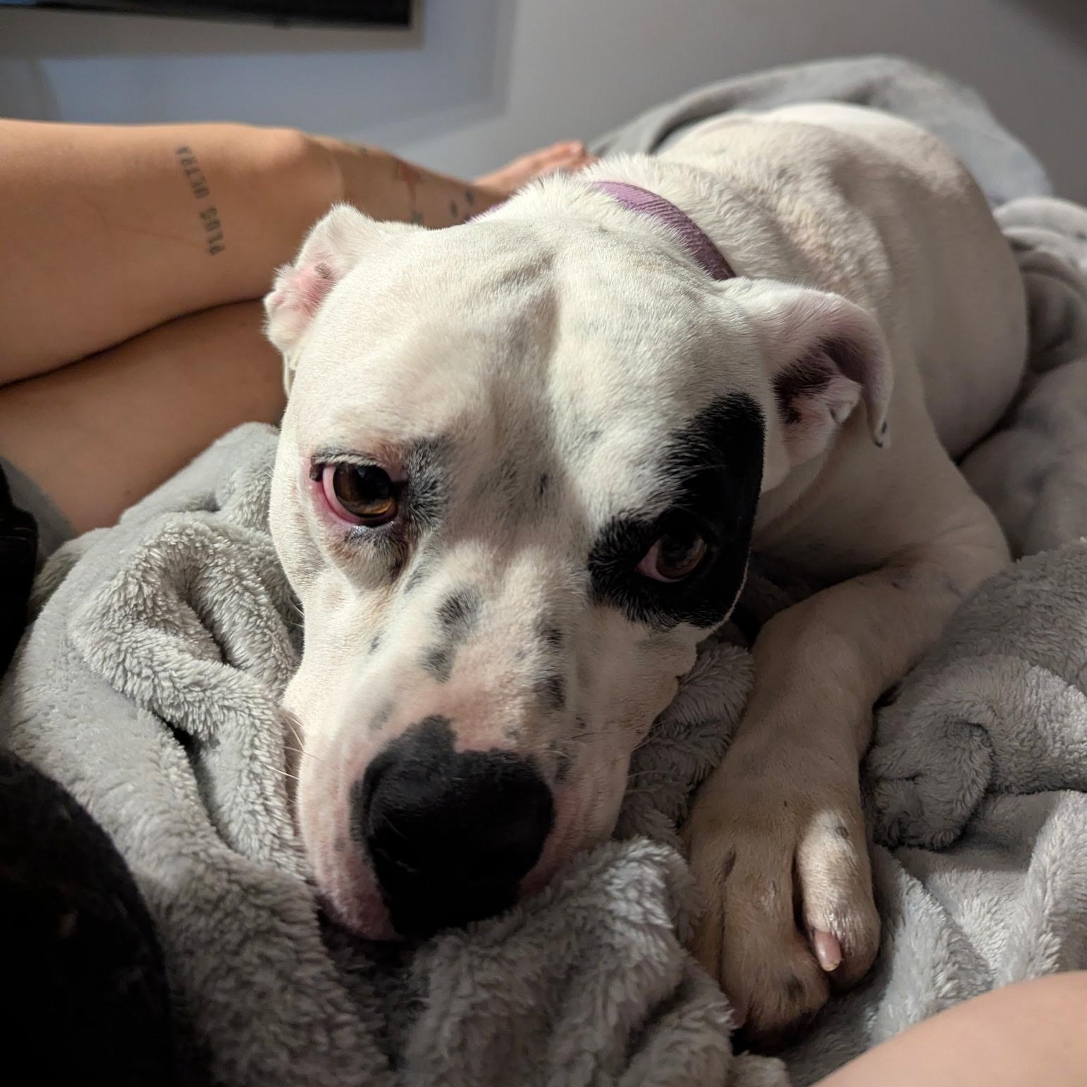 Enlarge Willie SS, a ADOPTABLE mixed breed in South Portland, ME image 2/6