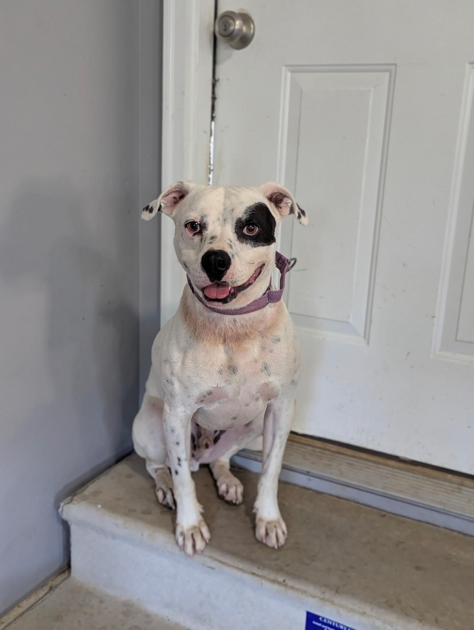Willie SS, ADOPTABLE, Adult Male American Bulldog & Boxer.