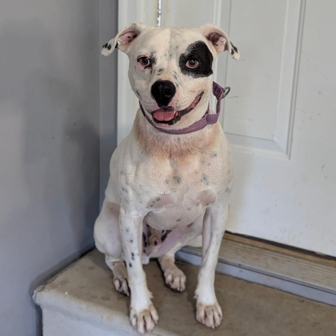 Enlarge Willie SS, a ADOPTABLE mixed breed in South Portland, ME image 3/6
