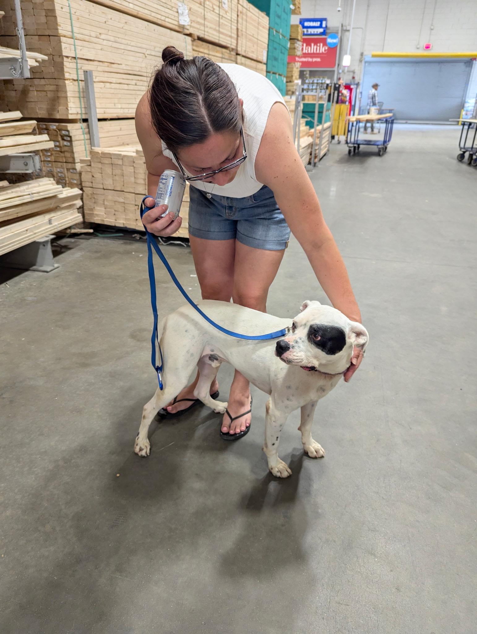 Willie SS, a ADOPTABLE mixed breed in South Portland, ME image 6/6
