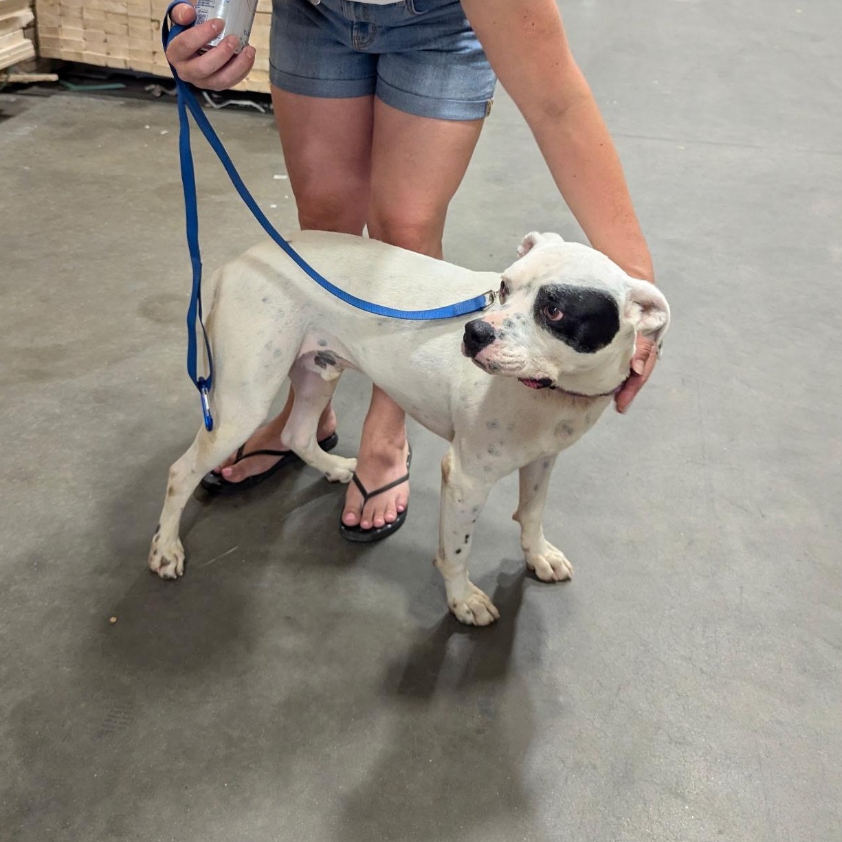 Enlarge Willie SS, a ADOPTABLE mixed breed in South Portland, ME image 6/6