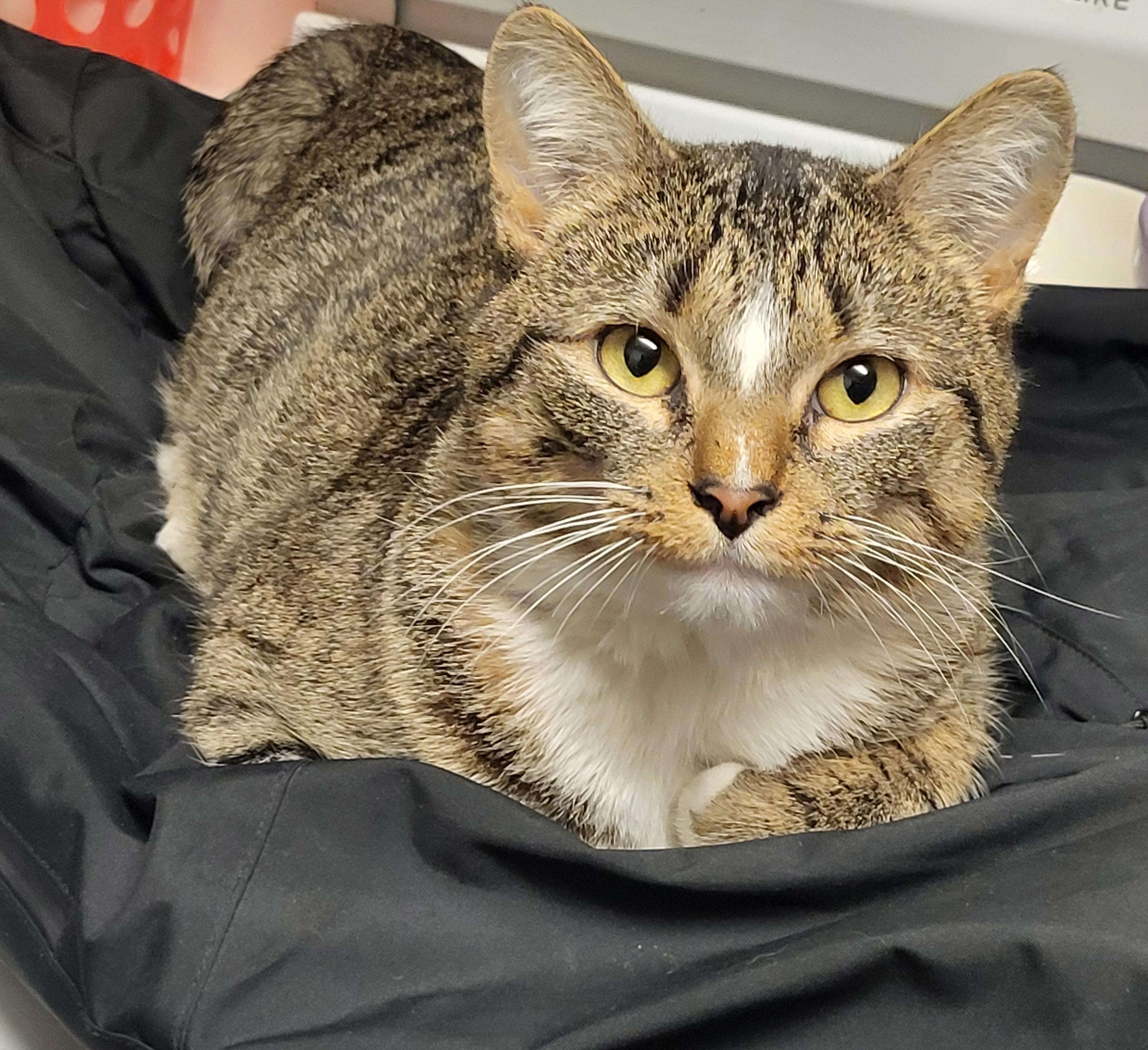 Enlarge Savanah, an adopted mixed breed in Bennington, VT image 1/1