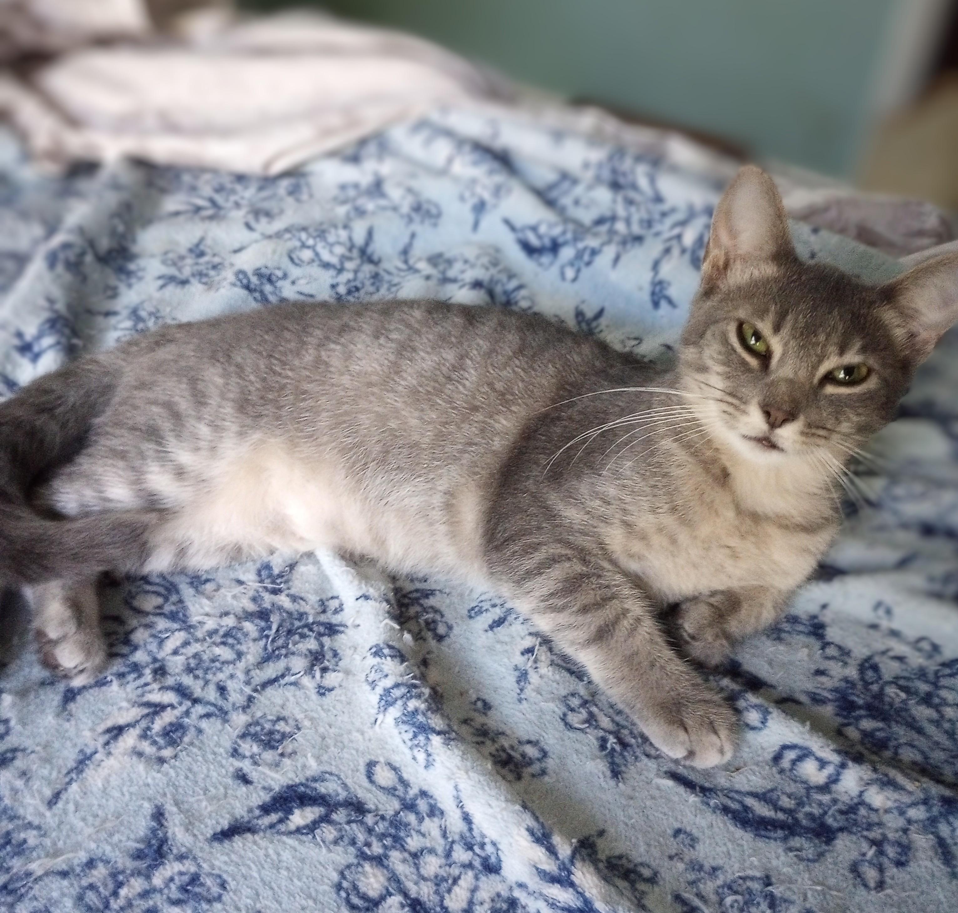 Sylvie, Adopted, Young Female Domestic Short Hair.