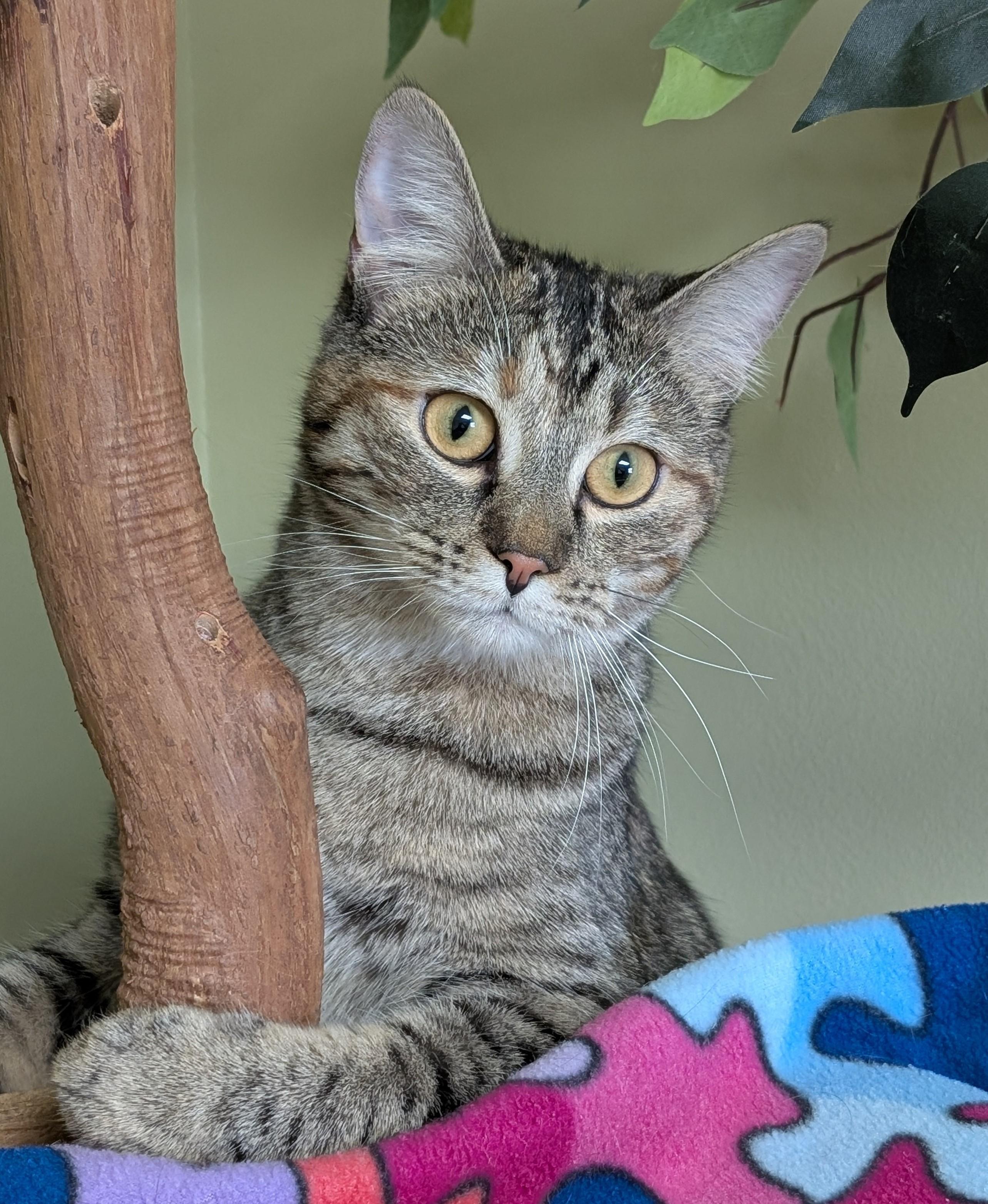 Winnie, Adoptable, Adult Female Domestic Medium Hair.