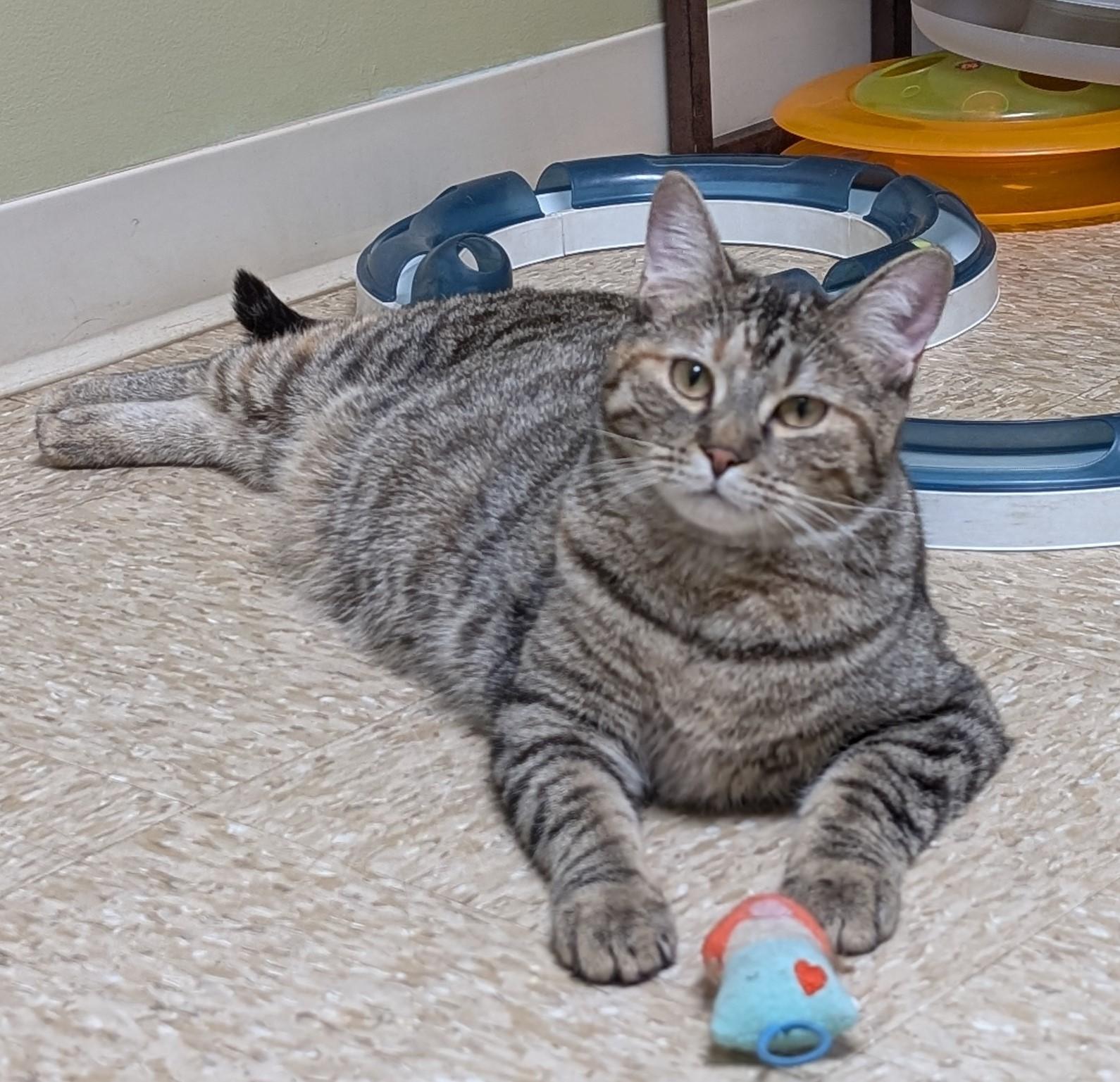 Enlarge Winnie, a Adoptable Domestic Medium Hair in Hastings, NE image 3/4