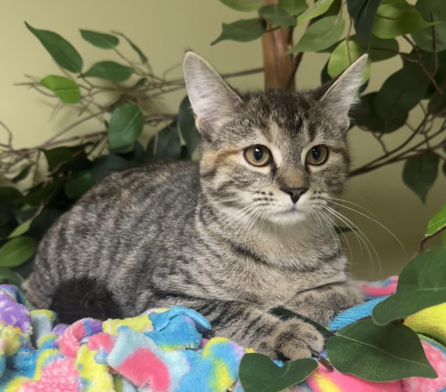 Winnie, a Adoptable Domestic Medium Hair in Hastings, NE image 1/3