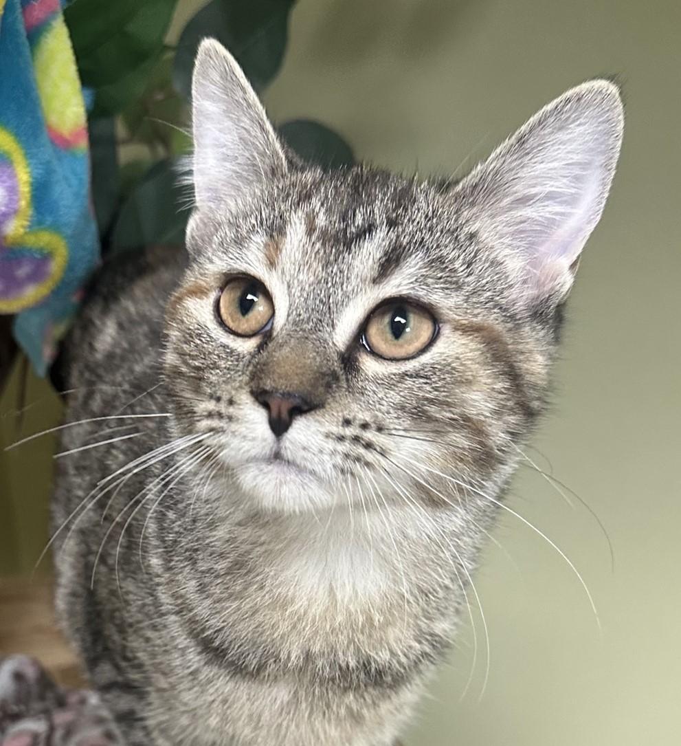 Winnie, a Adoptable Domestic Medium Hair in Hastings, NE image 2/3