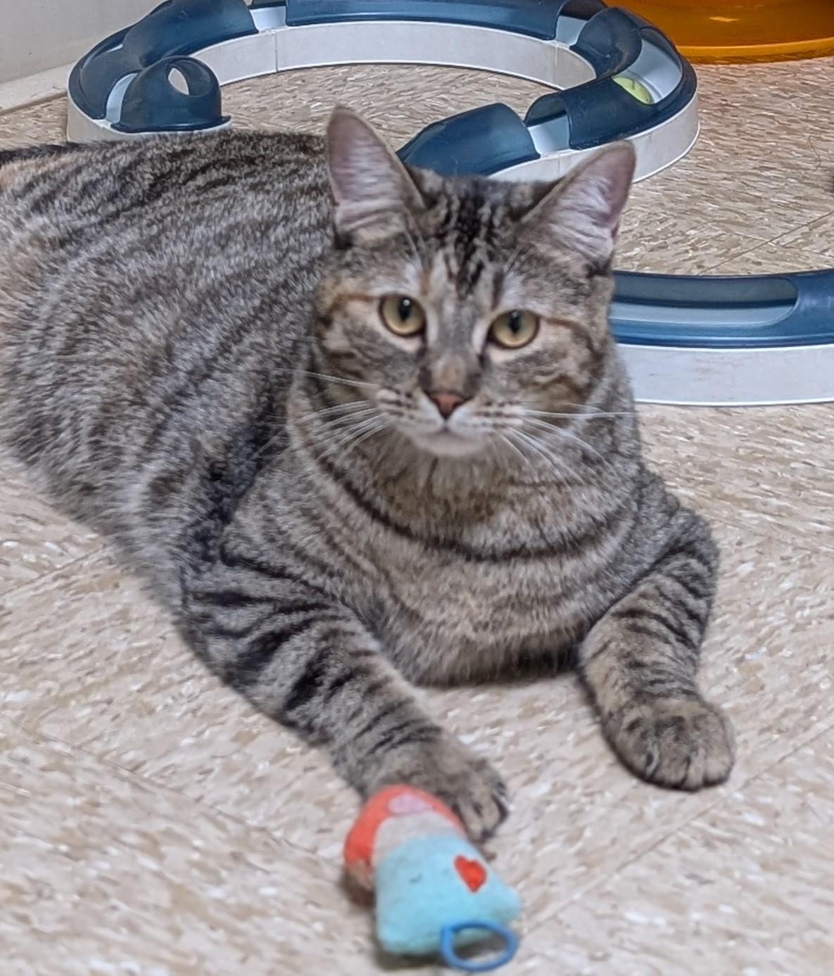 Enlarge Winnie, a Adoptable Domestic Medium Hair in Hastings, NE image 2/4