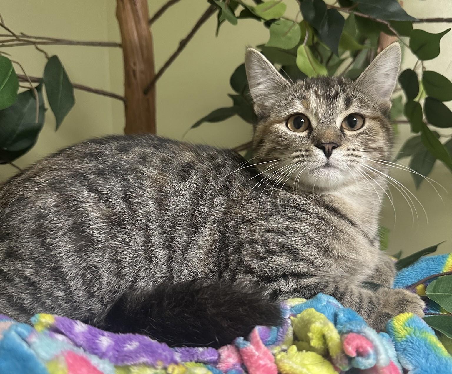 Winnie, a Adoptable Domestic Medium Hair in Hastings, NE image 3/3