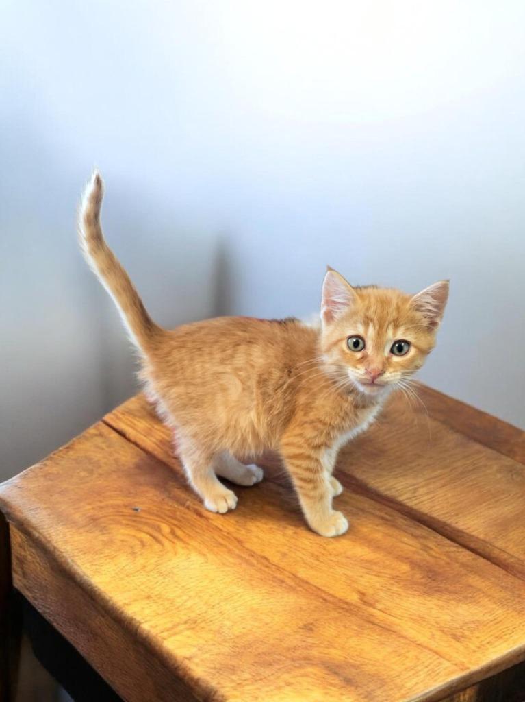 Kasper, Adoptable, Kitten Male Domestic Short Hair.