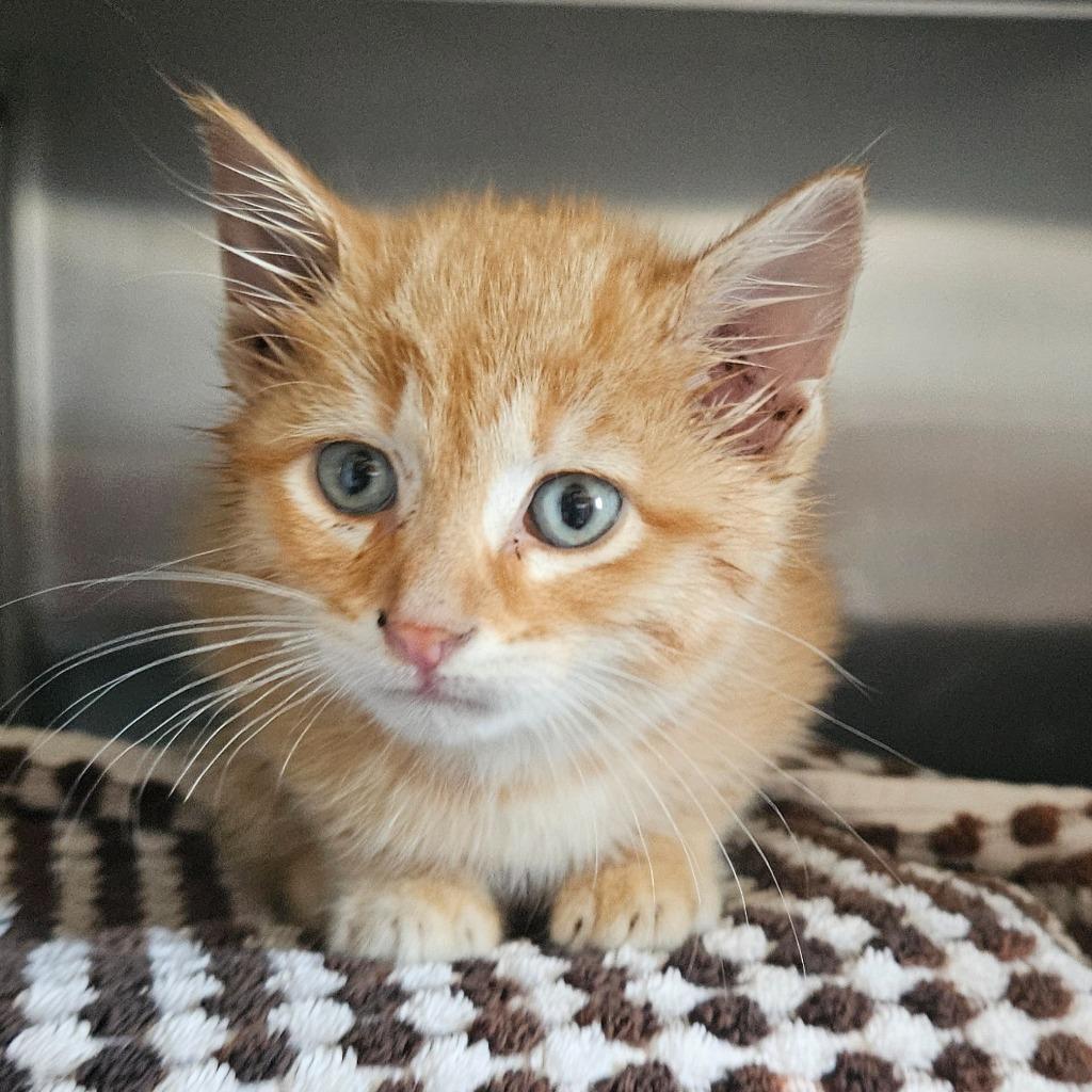 Enlarge Kasper, a Adoptable mixed breed in Barron, WI image 5/5
