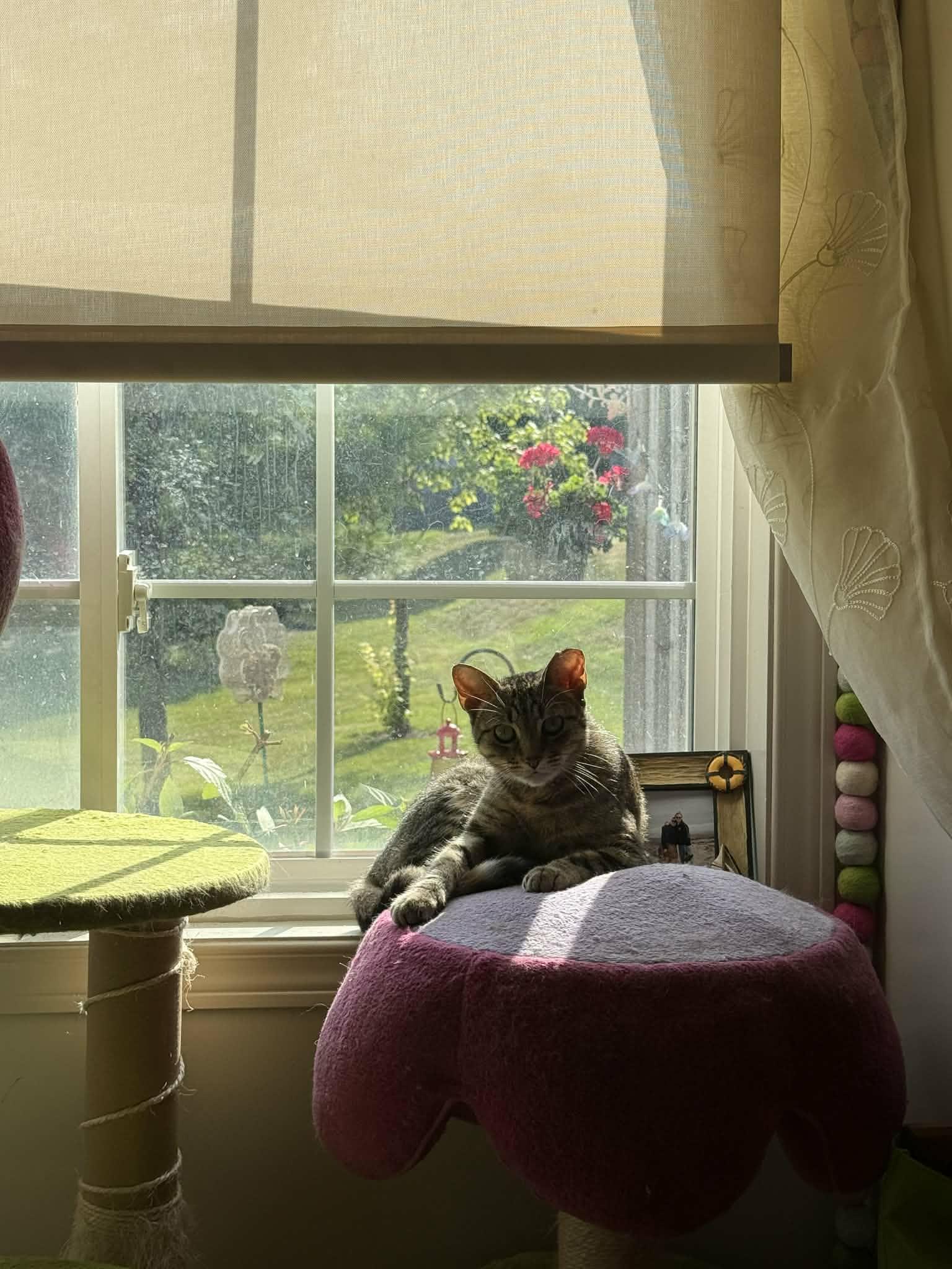 Enlarge Féline Dion, a ADOPTABLE Domestic Short Hair in Shakespeare, ON image 6/6