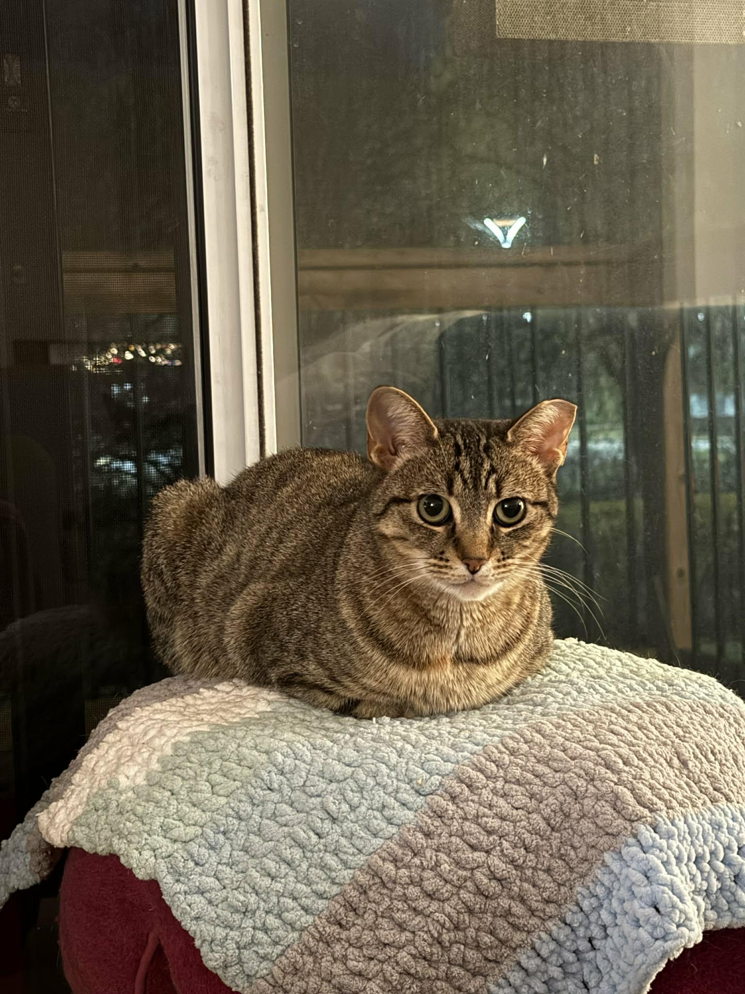 Féline Dion, ADOPTABLE, Adult Female Domestic Short Hair.