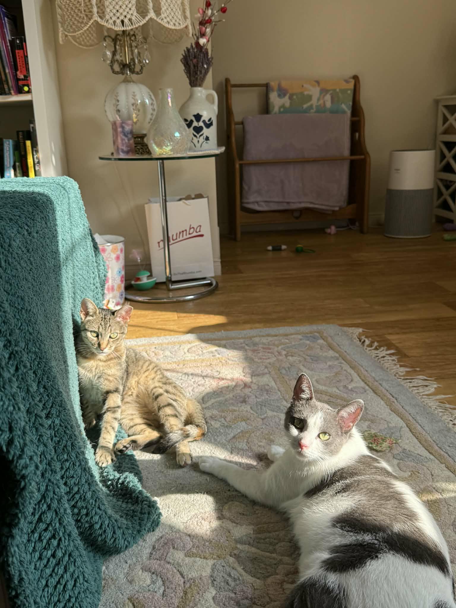 Enlarge Féline Dion, a ADOPTABLE Domestic Short Hair in Shakespeare, ON image 4/6