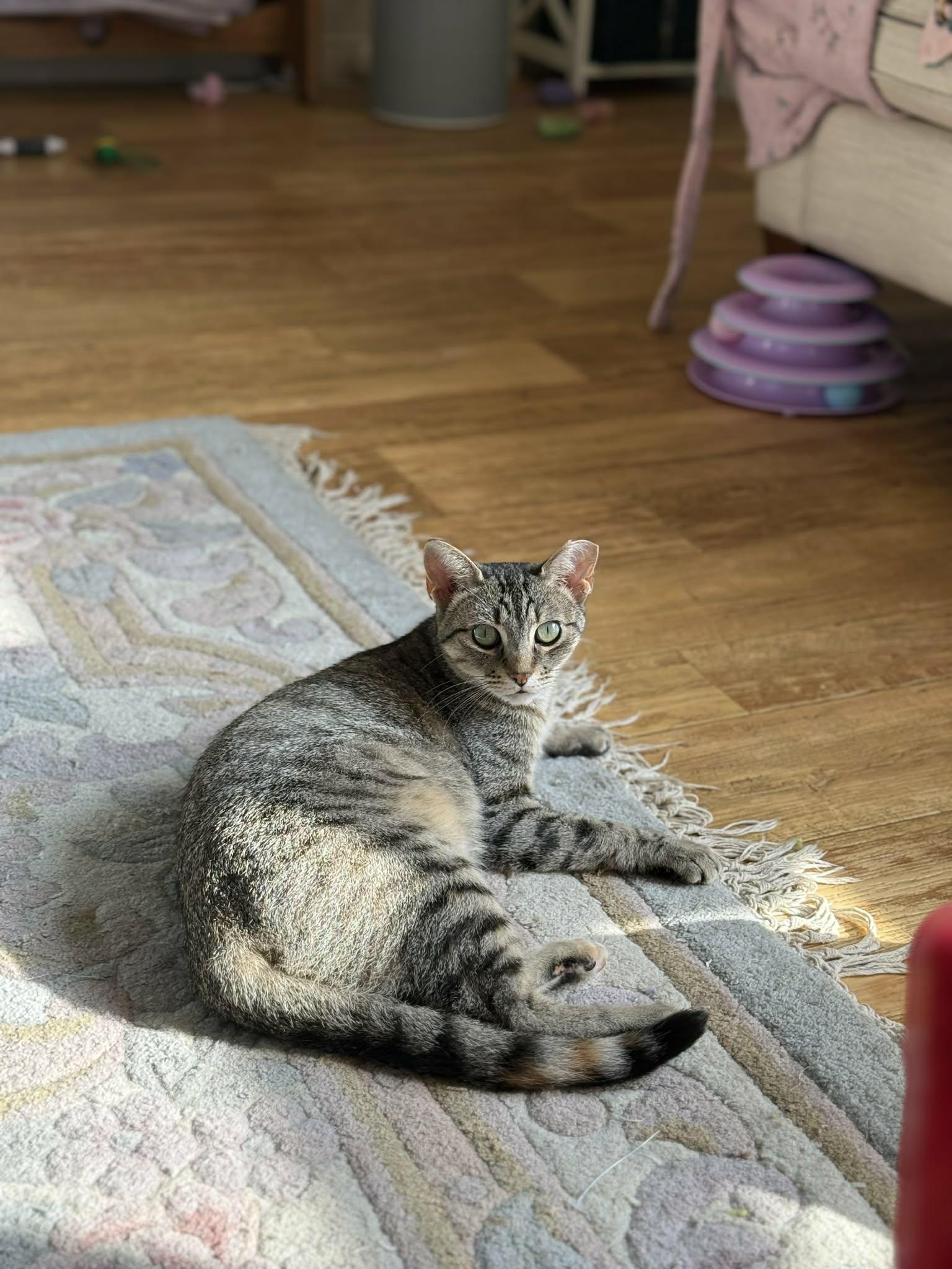 Enlarge Féline Dion, a ADOPTABLE Domestic Short Hair in Shakespeare, ON image 3/6