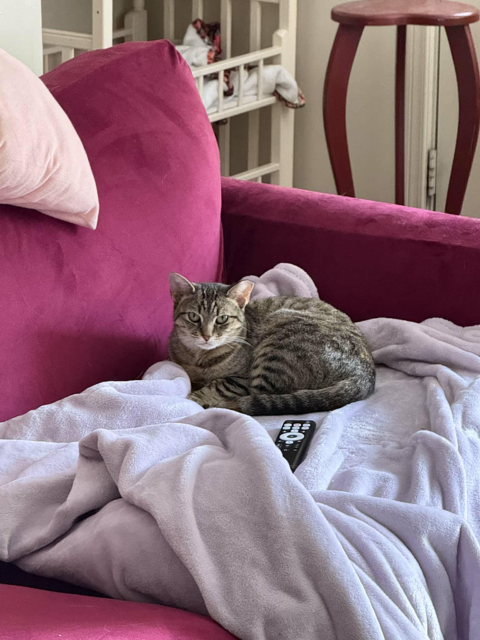 Enlarge Féline Dion, a ADOPTABLE Domestic Short Hair in Shakespeare, ON image 5/6