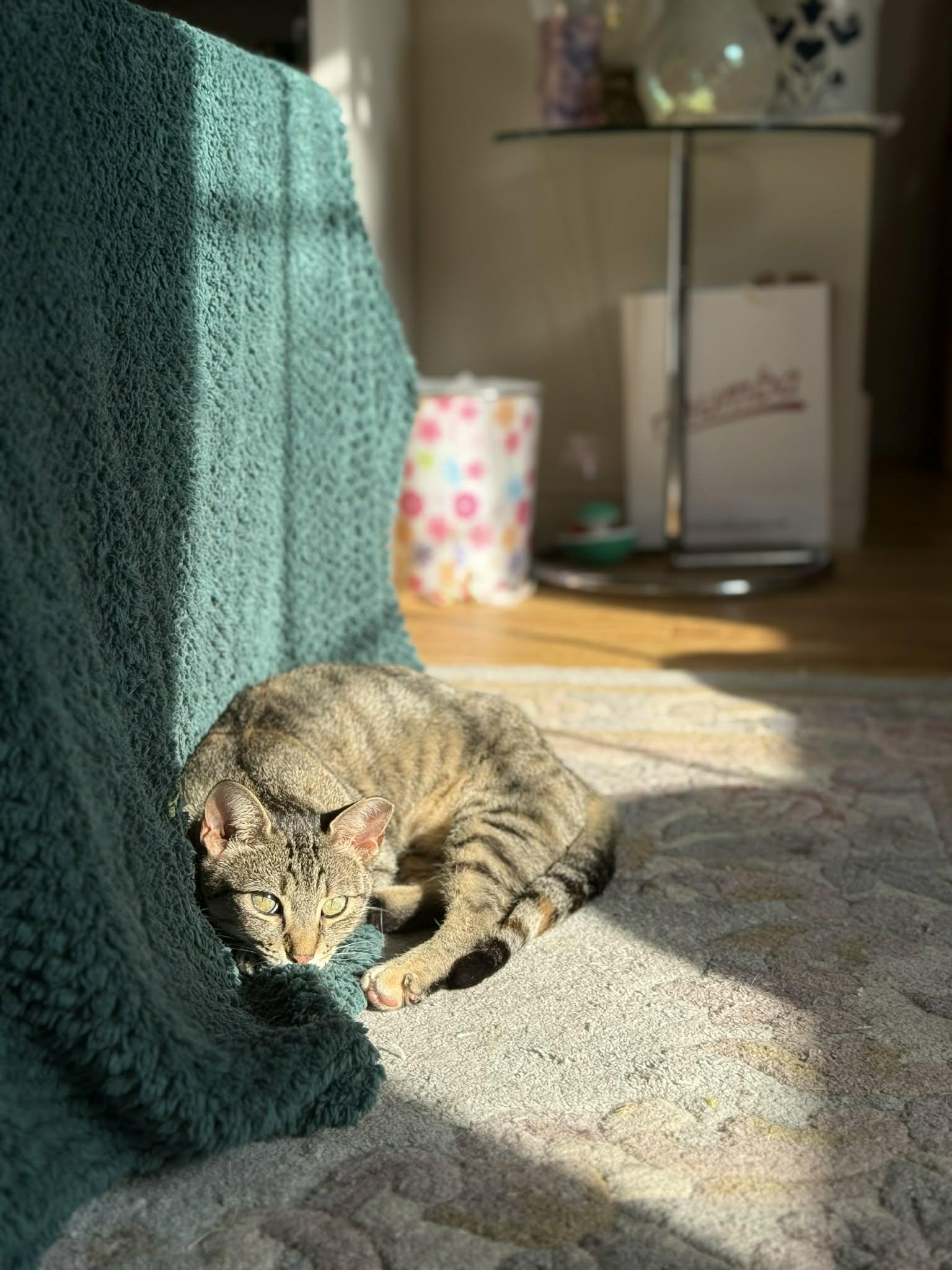 Enlarge Féline Dion, a ADOPTABLE Domestic Short Hair in Shakespeare, ON image 2/6