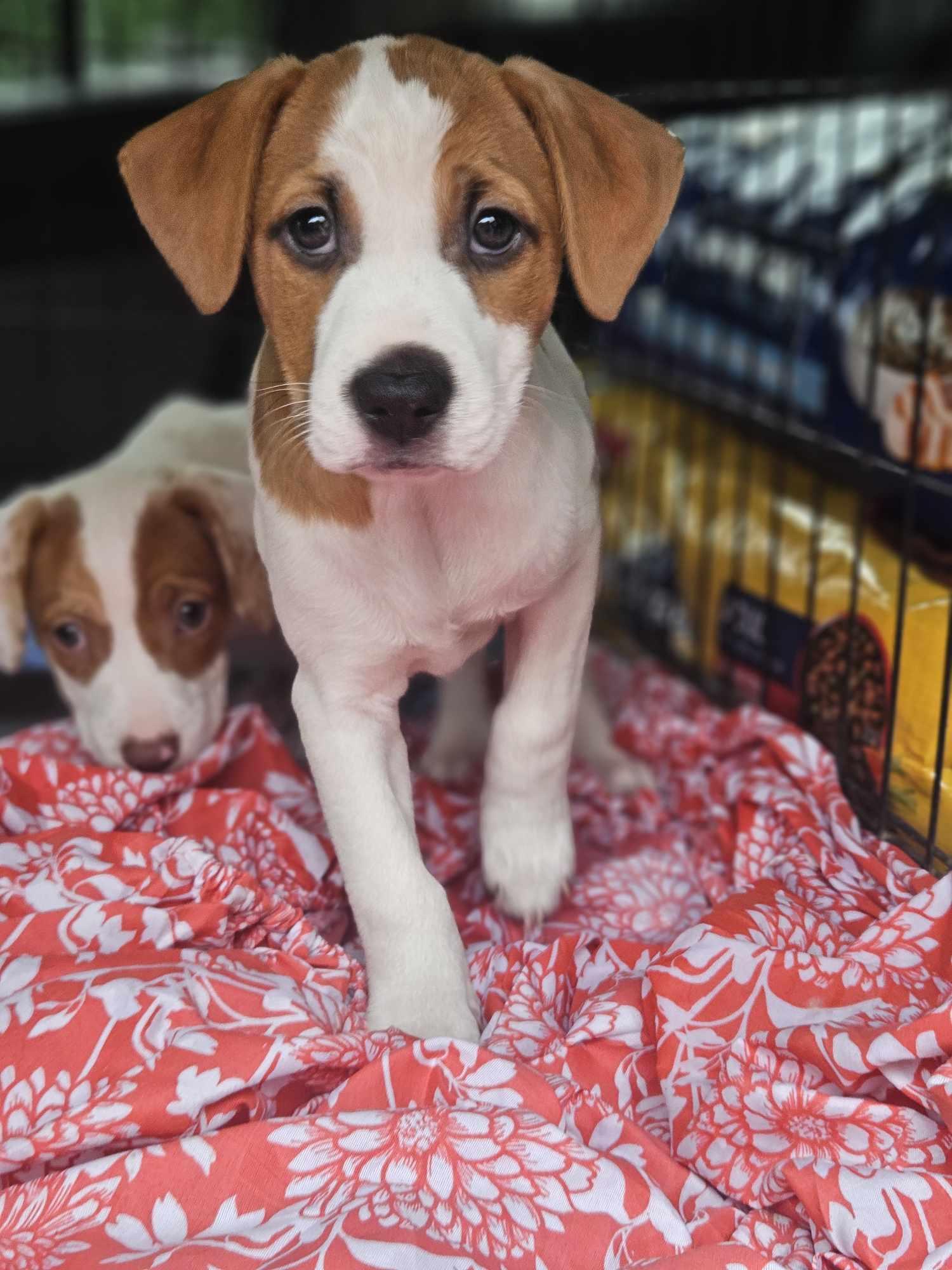 Looking for Me ??, a Adoptable Black Labrador Retriever in Glocester, RI image 2/2