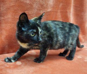 Enlarge Brie, an adopted mixed breed in Bucyrus, OH image 2/3