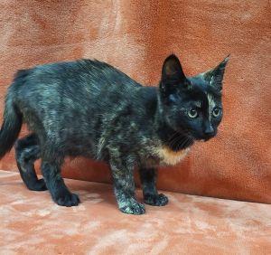 Brie, Adoptable, Young Female Domestic Short Hair & Tortoiseshell.