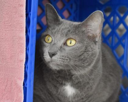 Victoria, a Adoptable Domestic Short Hair in West Seneca, NY image 1/3